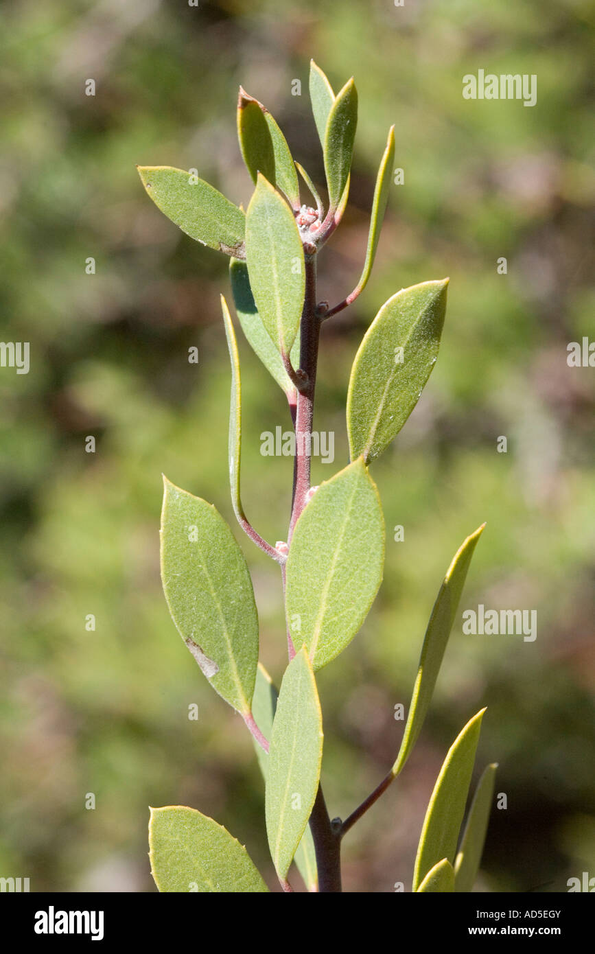 Point-feuille Manzanita Arctostaphylos pungens Santa Rita Mountains Tucson Arizona United States 2 mars Ericaceae Banque D'Images