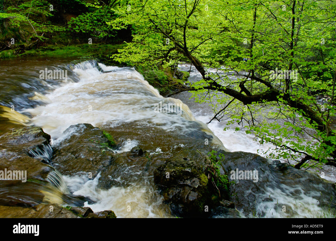 Sgwd Ddwli avec cascade supérieure grand volume d'eau tombe sur Nedd Fechan River près de Pontneddfechan South Wales UK Banque D'Images