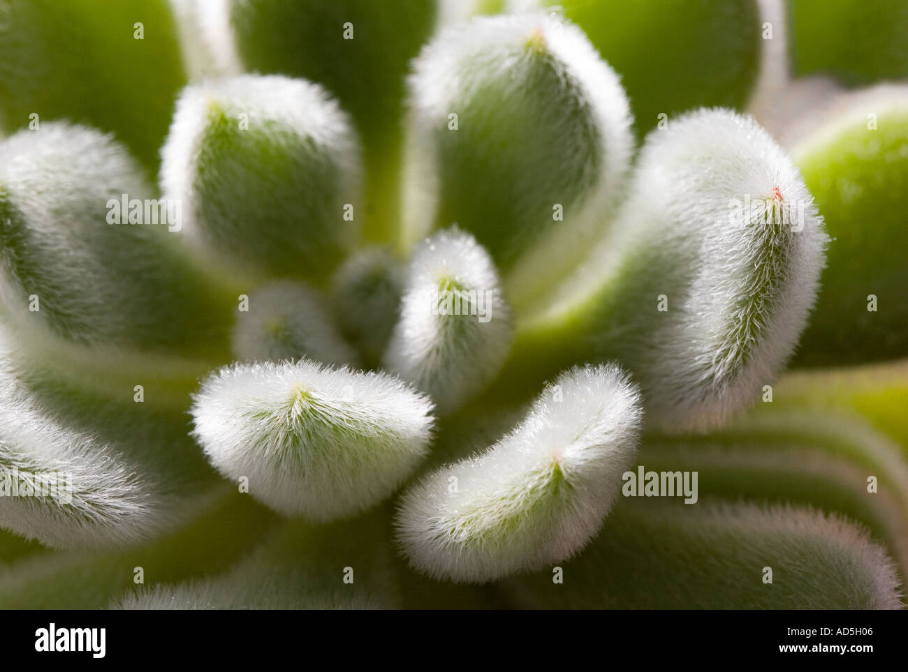 Close up 6 Cactus Banque D'Images