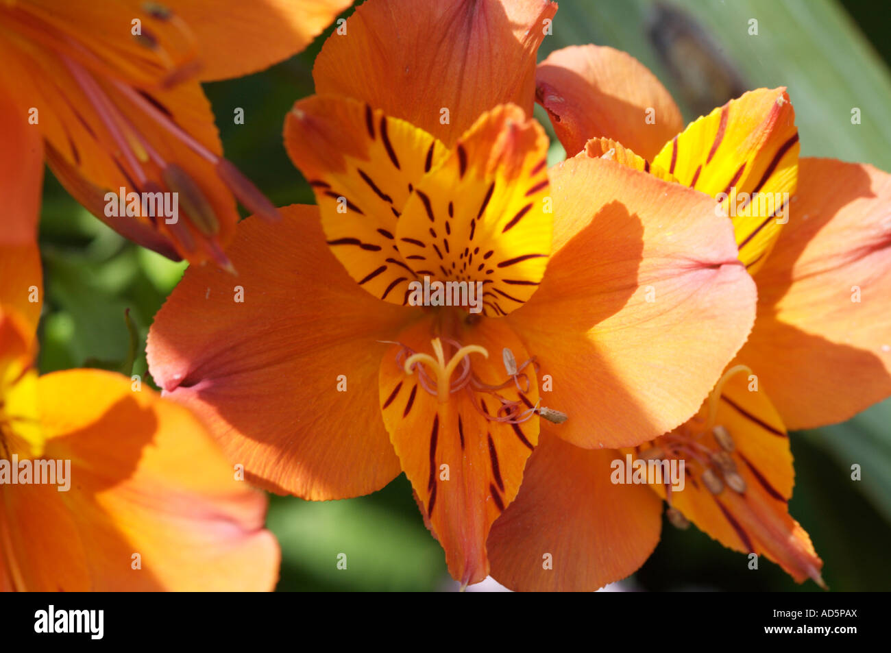 Close up of orange Alstoemeria fleur Aurea Banque D'Images