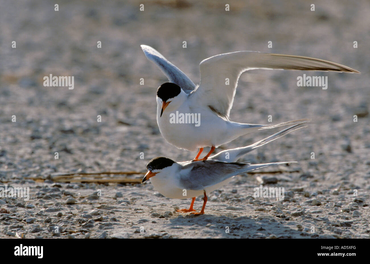 La Sterne de Forster Sterna forsteri s'Anahuac National Wildlife Refuge TEXAS USA Avril Banque D'Images