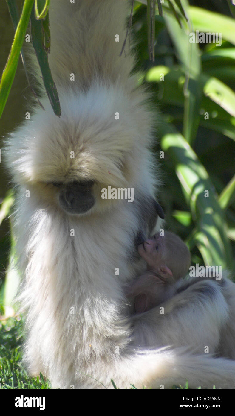 La mère et le bébé gibbon commun Banque D'Images