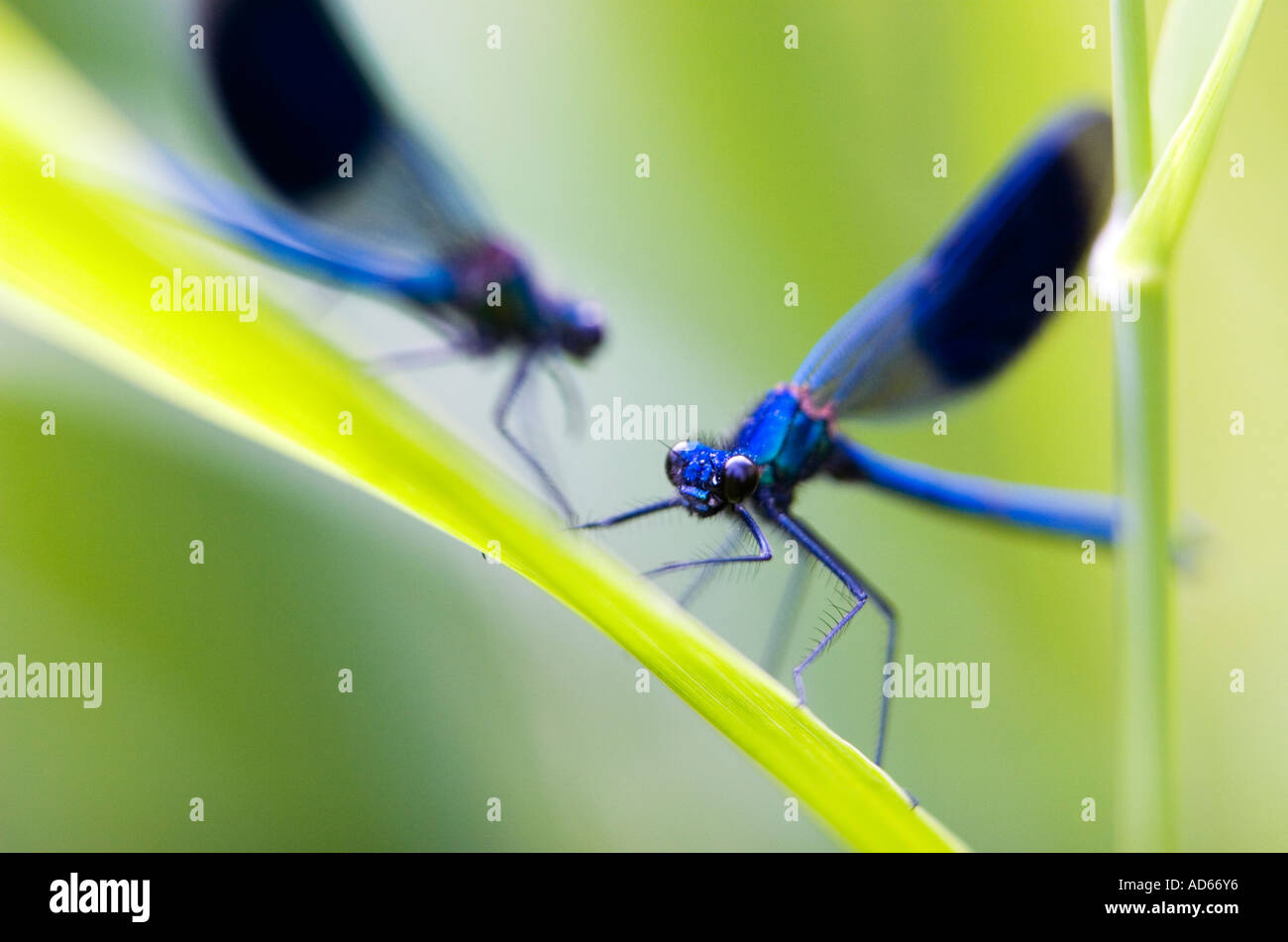 Calopteryx splendens. Deux demoiselles Demoiselle bagués sur roseaux Banque D'Images