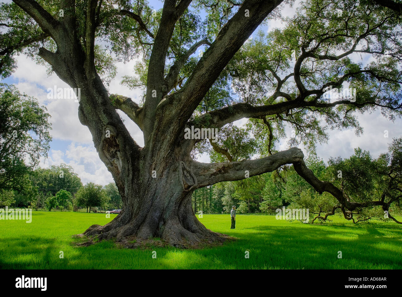 Champion de l'état de Floride Live Oak tree Banque D'Images
