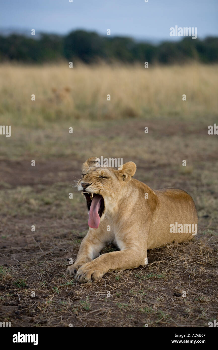 Afrique Kenya Masai Mara jeune lion Panthera leo baring crocs et sticking out tongue tandis que le bâillement Banque D'Images