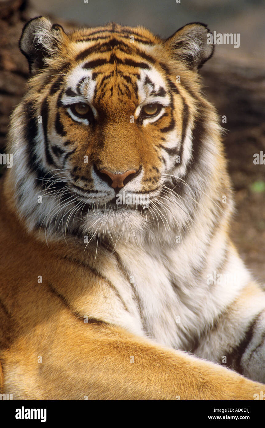 Portrait tigre de Sibérie Panthera tigris altaica Banque D'Images