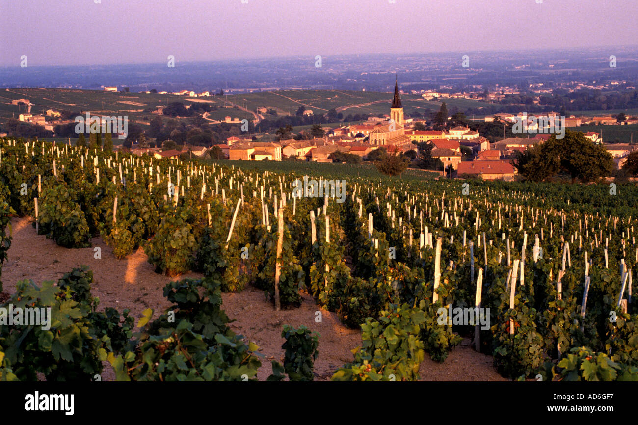 Le Beaujolais est une région viticole importante de l'est de la France, célèbre pour ses vins rouges fruités et vibrants fabriqués à partir de Gamay. Banque D'Images