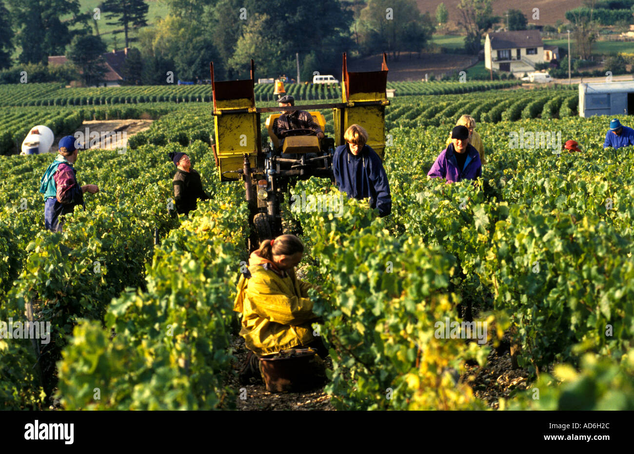 Le Beaujolais est une région viticole importante de l'est de la France, célèbre pour ses vins rouges fruités et vibrants fabriqués à partir de Gamay. Banque D'Images