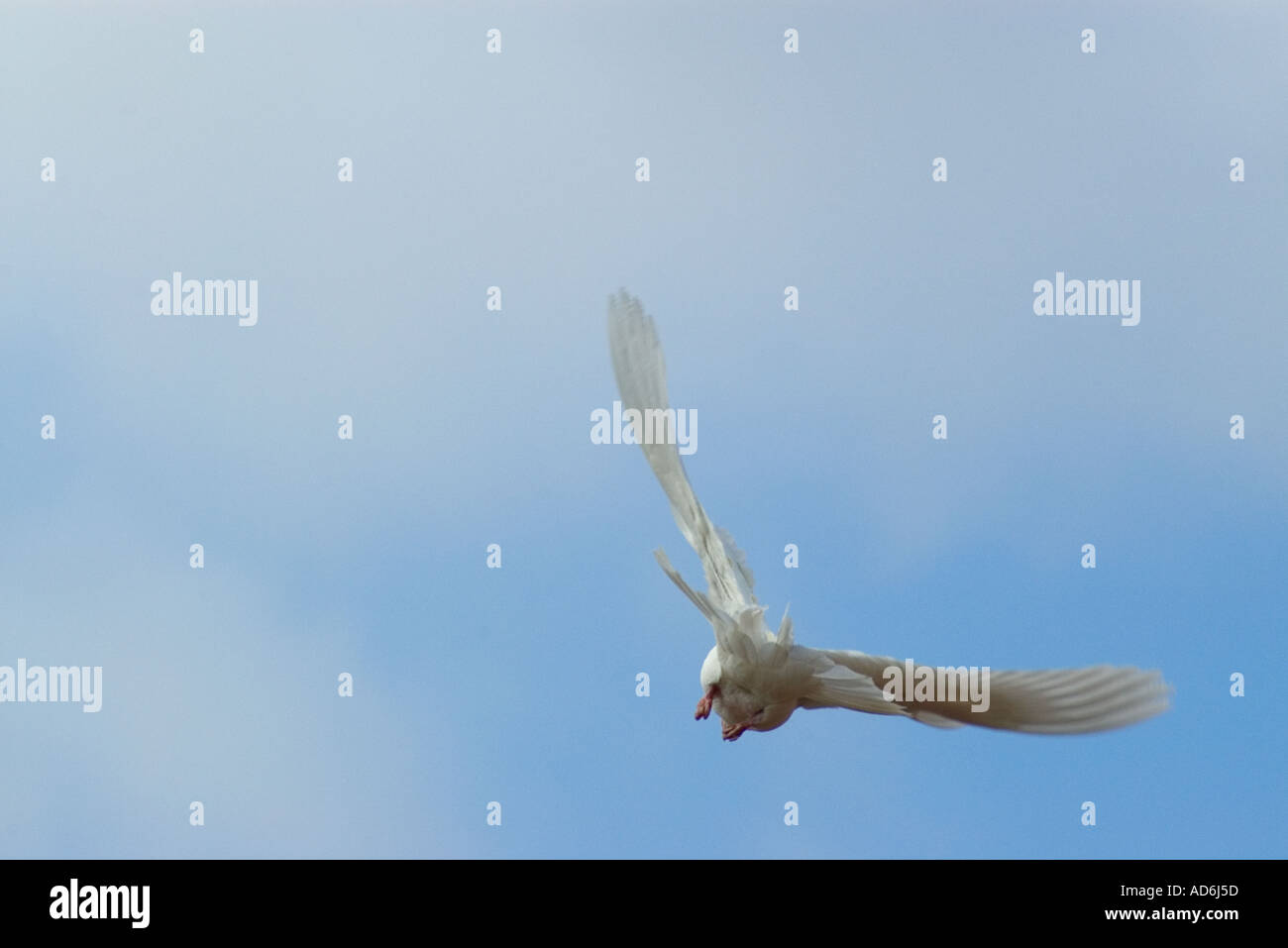 Colombe blanche Banque D'Images