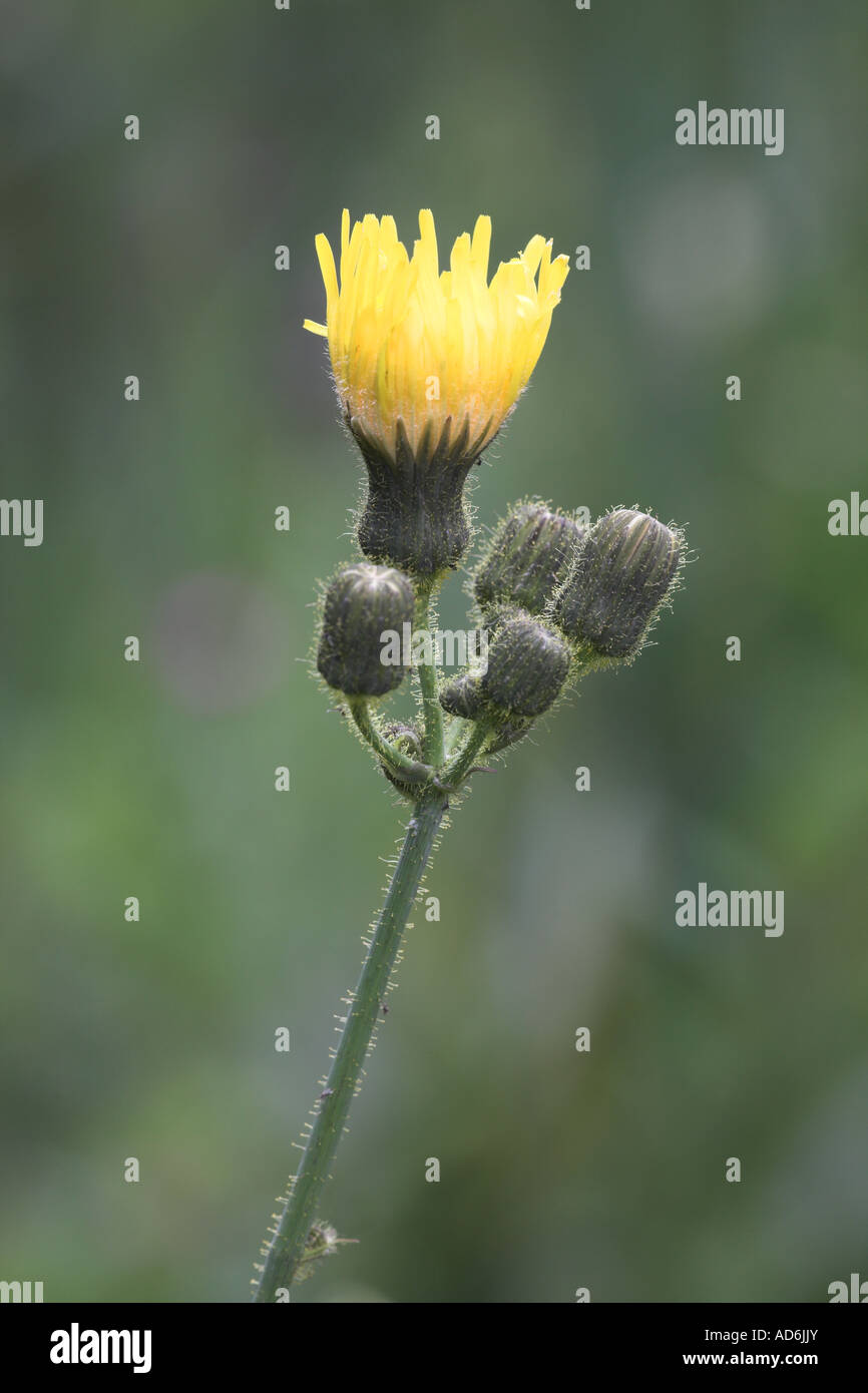 Le laiteron des champs de maïs Sonchus arvensis plante en fleur, Potteric Carr Nature Reserve, Doncaster, South Yorkshire Banque D'Images