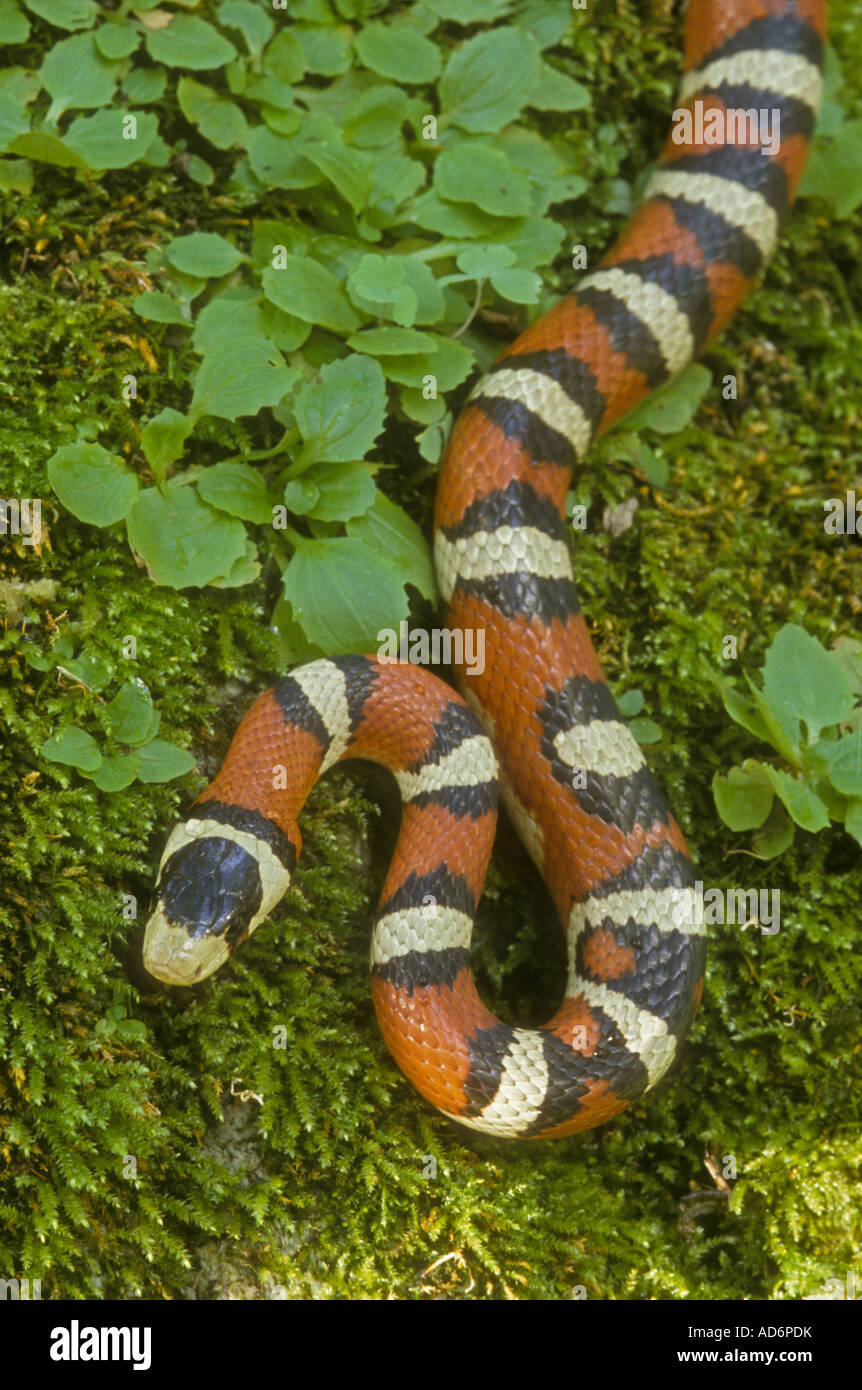 La montagne de Sonora Kingsnake (Lampropeltis pyromelana) - Arizona - USA Banque D'Images