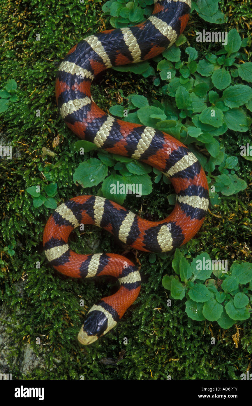 La montagne de Sonora Kingsnake (Lampropeltis pyromelana) - Arizona - USA Banque D'Images