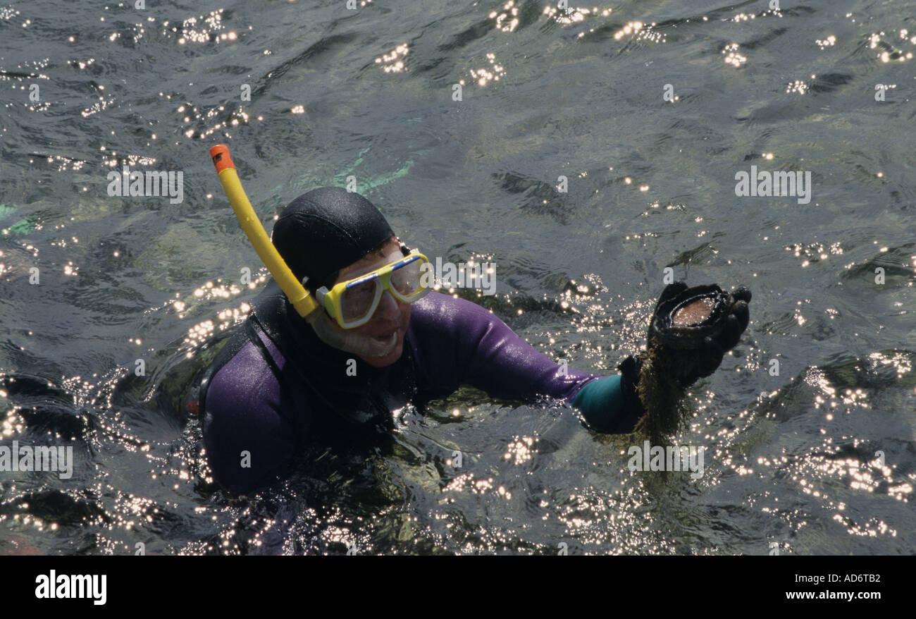 Geoff King plongée sous-marine de l'ormeau sur la côte nord-ouest de la Tasmanie s'Australie Banque D'Images