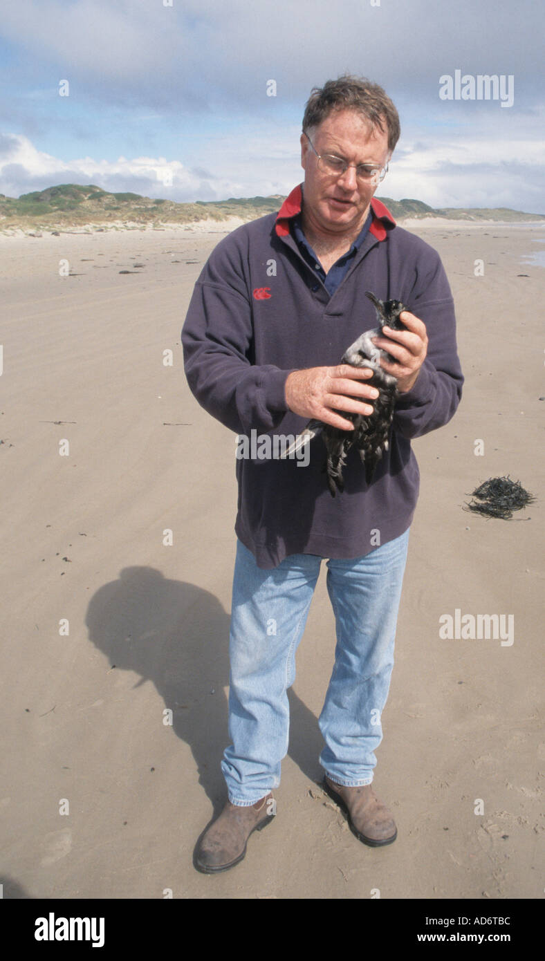 Geoff King avec des oiseaux de mer morte sur la Tasmanie s côte nord-ouest de l'Australie Banque D'Images