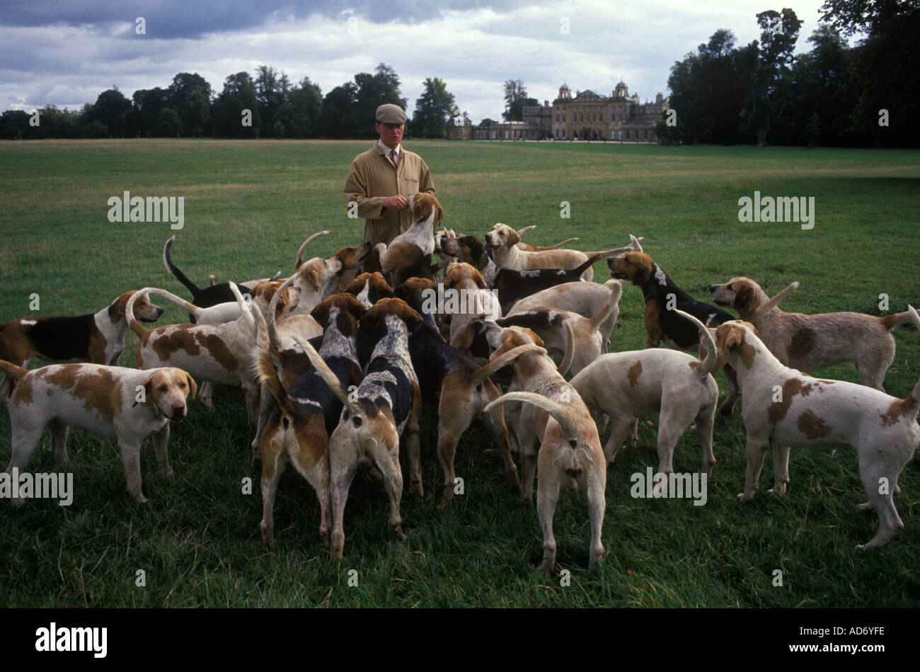 Charles Wheeler Huntsman. Duke of Beaufort Hunt Badminton Estate Gloucestershire Morning Shun exercice à Parkland 1996 1990s Royaume-Uni HOMER SYKES Banque D'Images