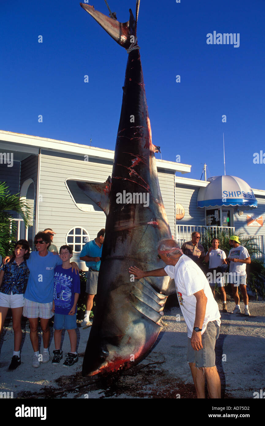 Les sections locales OGLE UN GRAND REQUIN BLANC PÊCHÉ SUR UNE LONGUE LIGNE PRÈS DE KEY LARGO EN FLORIDE Banque D'Images