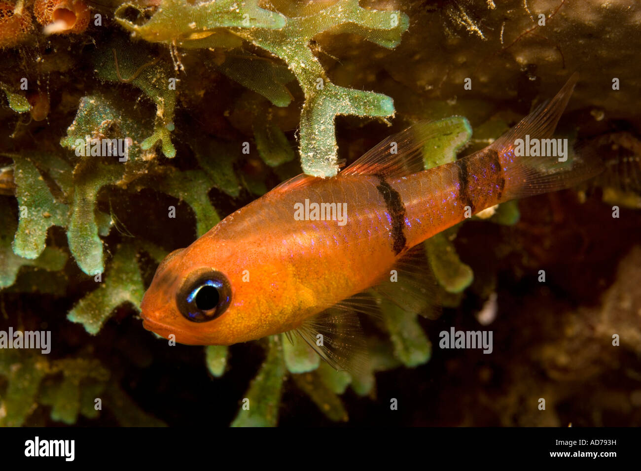 Sur les petits poissons coralliens, Bonarie,Netherland Antillies Banque D'Images