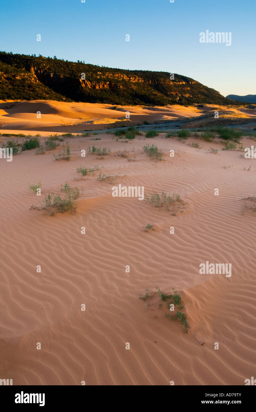 La lumière au coucher du soleil à Coral Pink Sand Dunes State Park près de Kanab dans l'Utah du sud du comté de Kane Banque D'Images