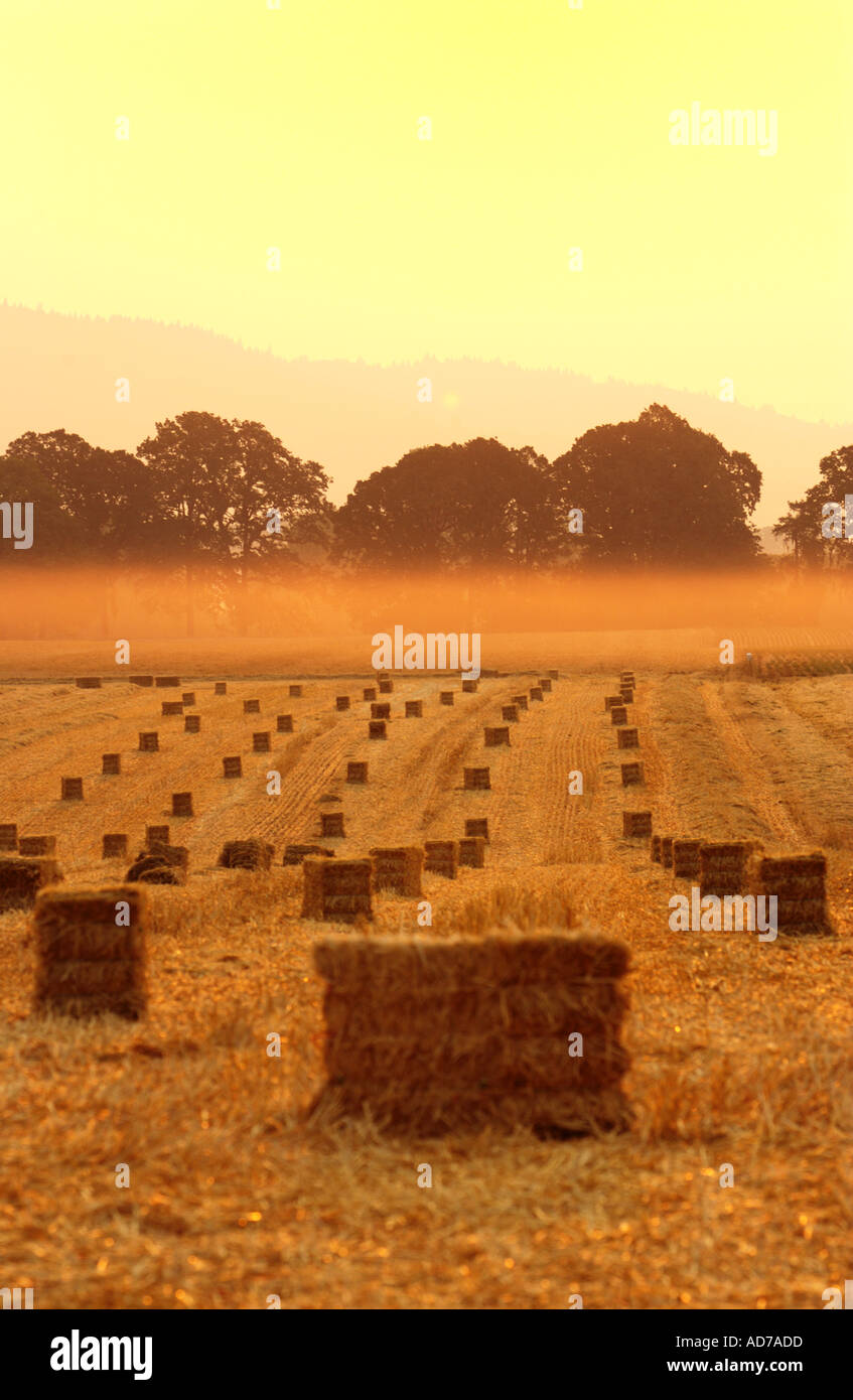 Scenic l'agriculture. Les balles de foin dans les champs agricoles au lever du soleil. Banque D'Images