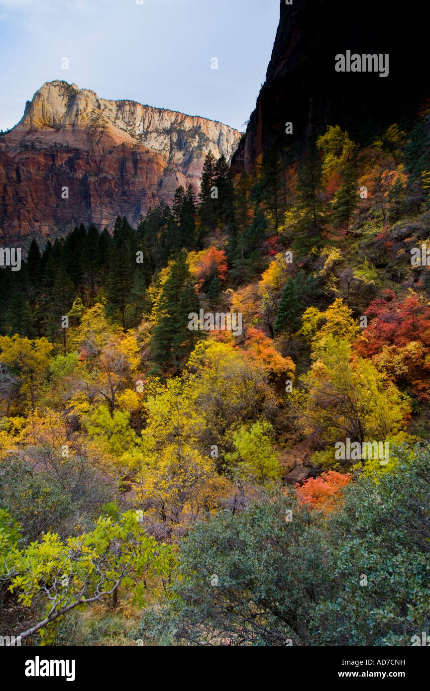 Couleurs d'automne sur les arbres au-dessous des falaises, Zion Canyon Zion National Park Utah Banque D'Images