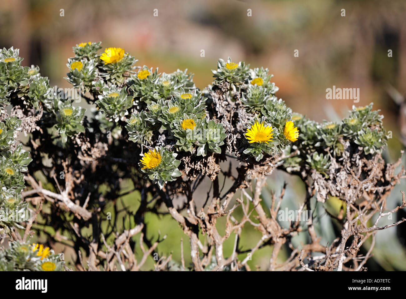 Asteriscus sericeus Nauplius oxeye sericeus plante endémique sur Fuerteventura Banque D'Images