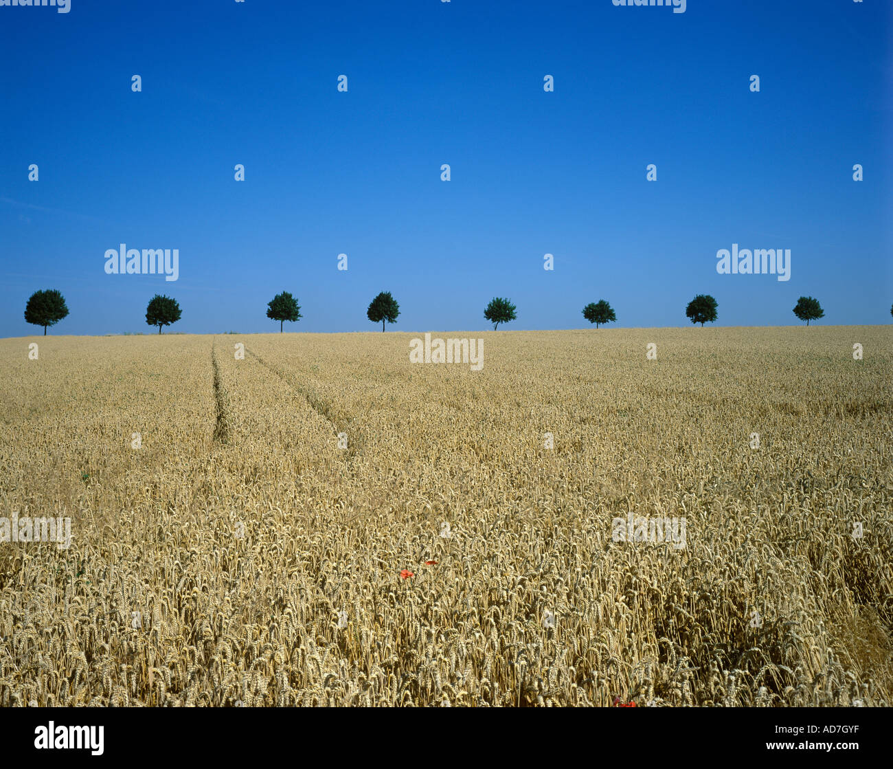 Champ de céréales Allemagne Banque D'Images