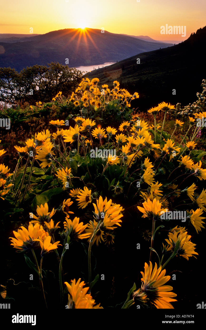 Tournesols (Balsamorhiza Balsamorhiza deltoidea), sunrise Banque D'Images