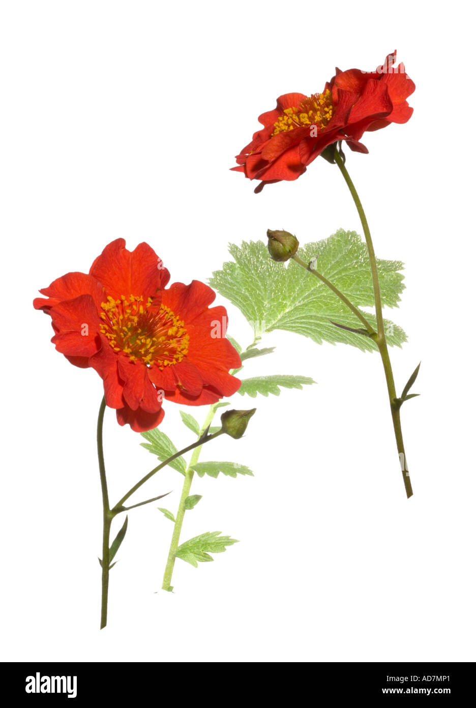 Geum, Mme Bradshaw. Plantes feuilles plein fond Surrey England Juin Banque D'Images