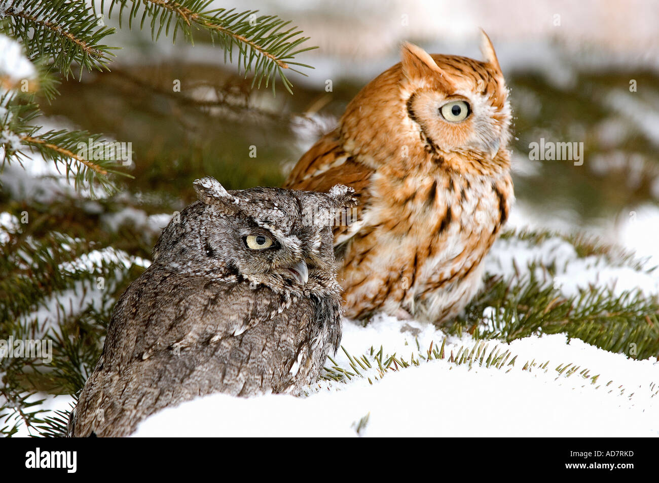 Deux Screech Owls Banque D'Images