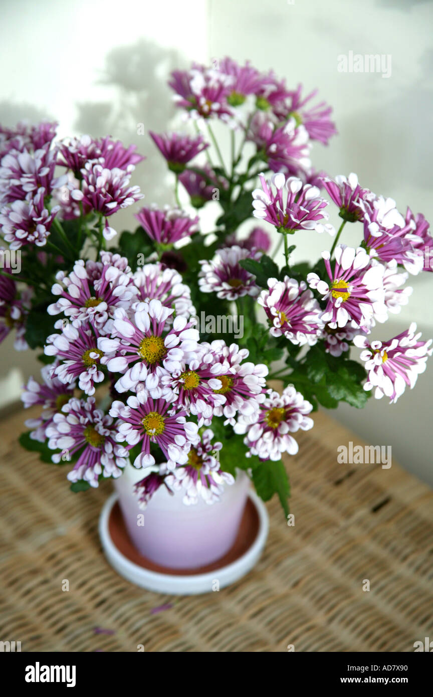 Bouquet de chrysanthèmes blancs et roses dans un vase sur le linge en osier panier Banque D'Images