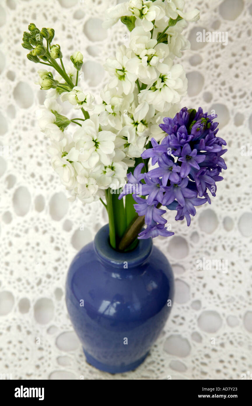 Fleur jacinthe bleu et blanc bleu en stock vase sur nappe en dentelle Banque D'Images