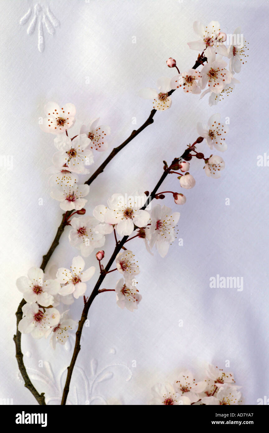 Fleur de cerisier de pulvérisation sur nappe blanche brodée Banque D'Images