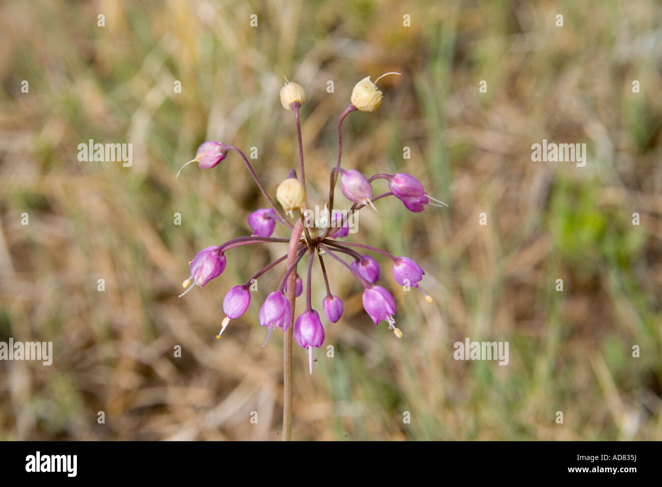 L'Oignon Allium cernuum signe Greer Arizona United States 18 juillet Liliaceae Banque D'Images