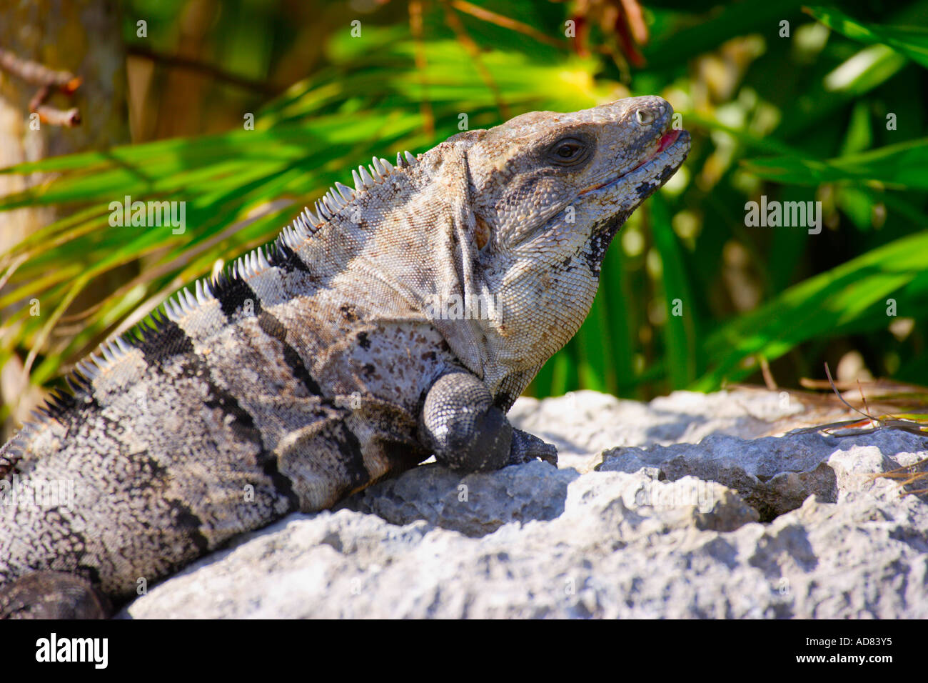 Le soleil de l'iguane elle-même sur un rocher Banque D'Images