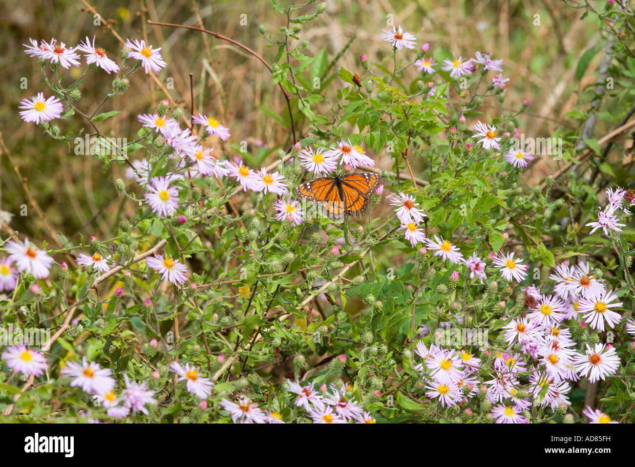 Papillon sur les fleurs de l'aster Banque D'Images