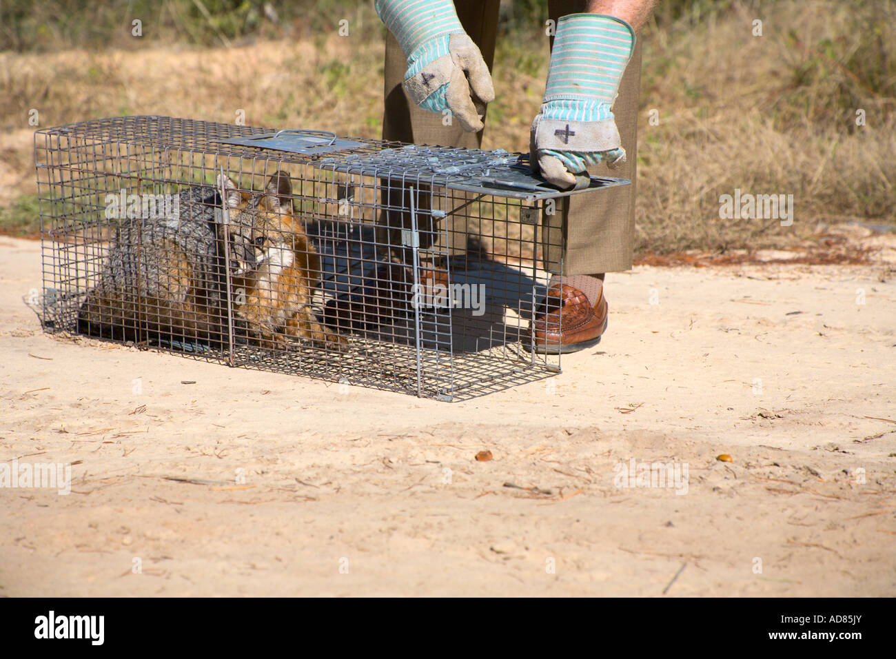 L'homme se prépare à libérer capturé fox à partir d'acier cage Banque D'Images