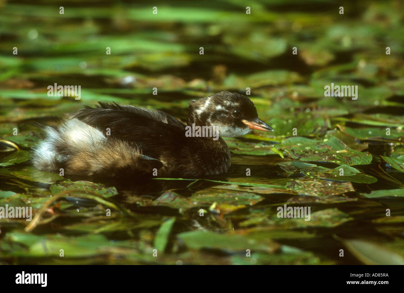 Grèbe castagneux Tachybaptus ruficollis natation immatures dans l'eau, végétation Canal De Cromford, Derbyshire, Royaume-Uni Banque D'Images