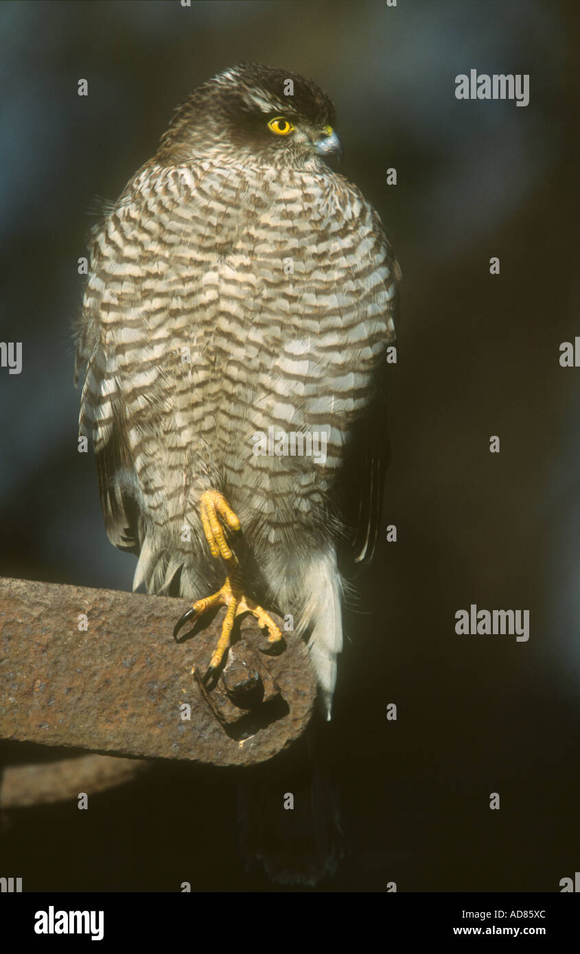 Blanche eurasienne Accipiter nisus femelle adulte perché sur de vieilles machines agricoles, Todwick, South Yorkshire, Royaume-Uni Banque D'Images