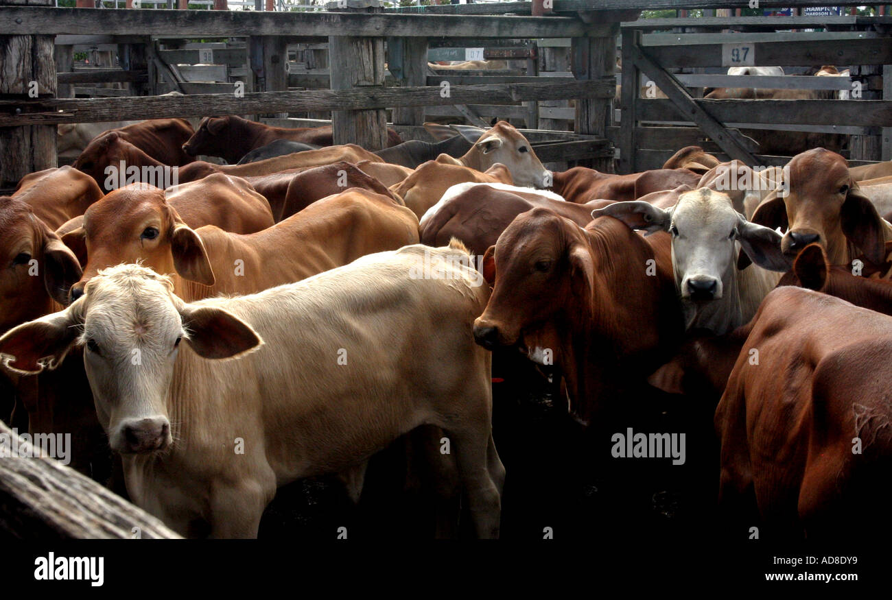 Lors d'une vente de bétail en Central Queensland, Australie Banque D'Images