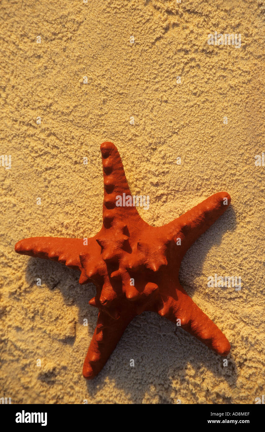 Étoile de mer sur la plage Banque D'Images