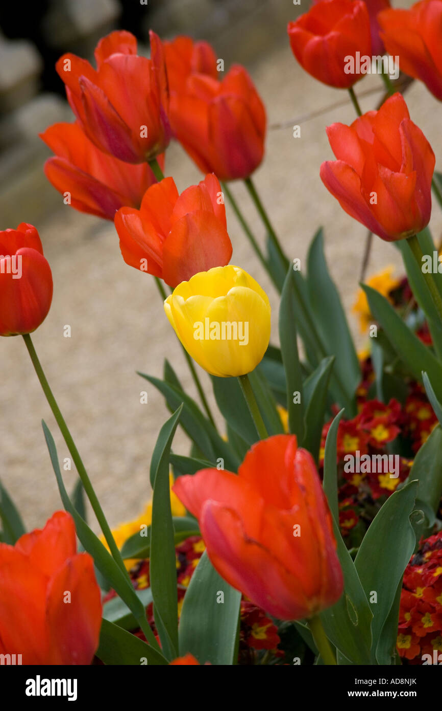Tulipes rouges et jaunes Banque D'Images