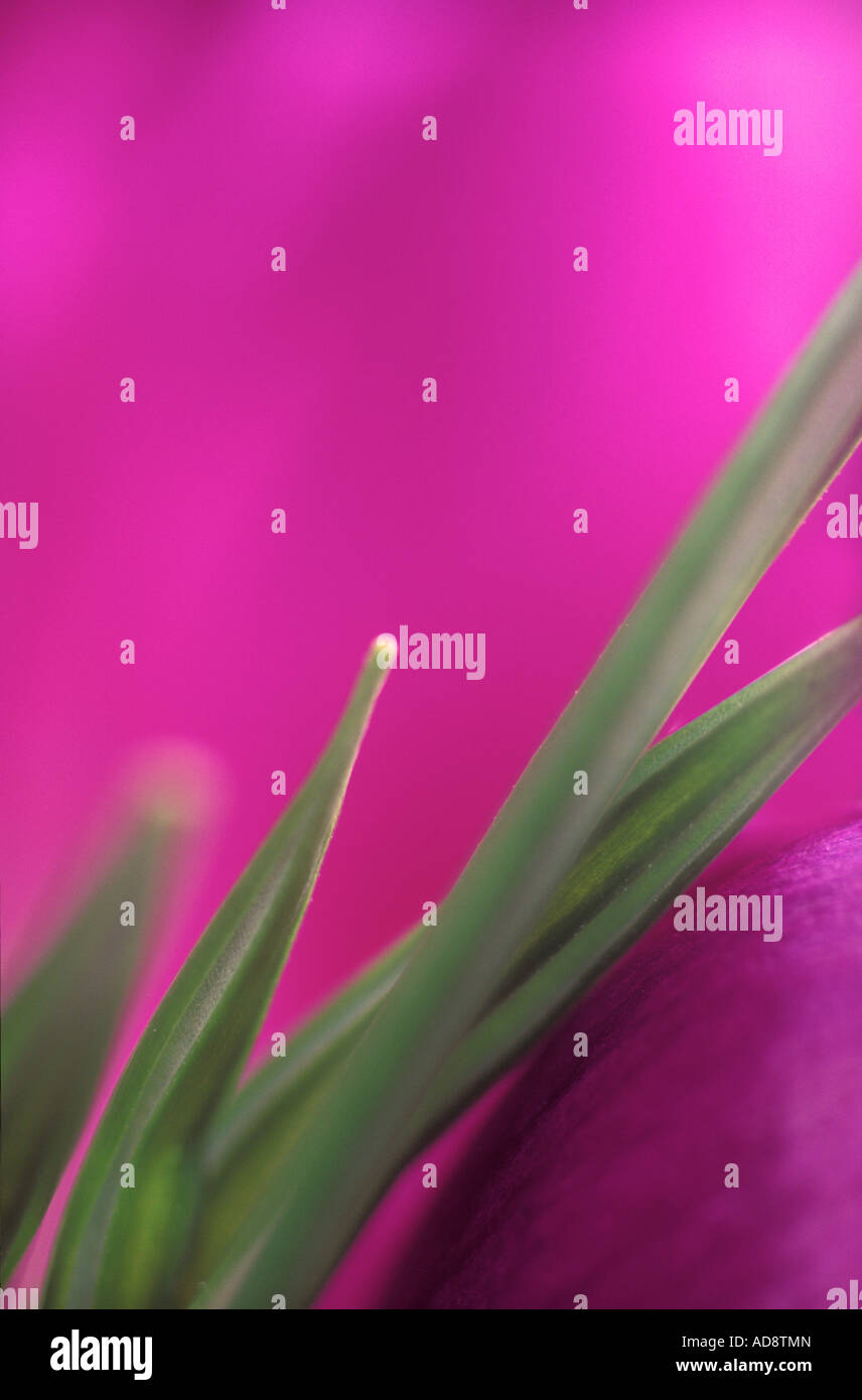 Détail de feuilles de Crocus Banque D'Images