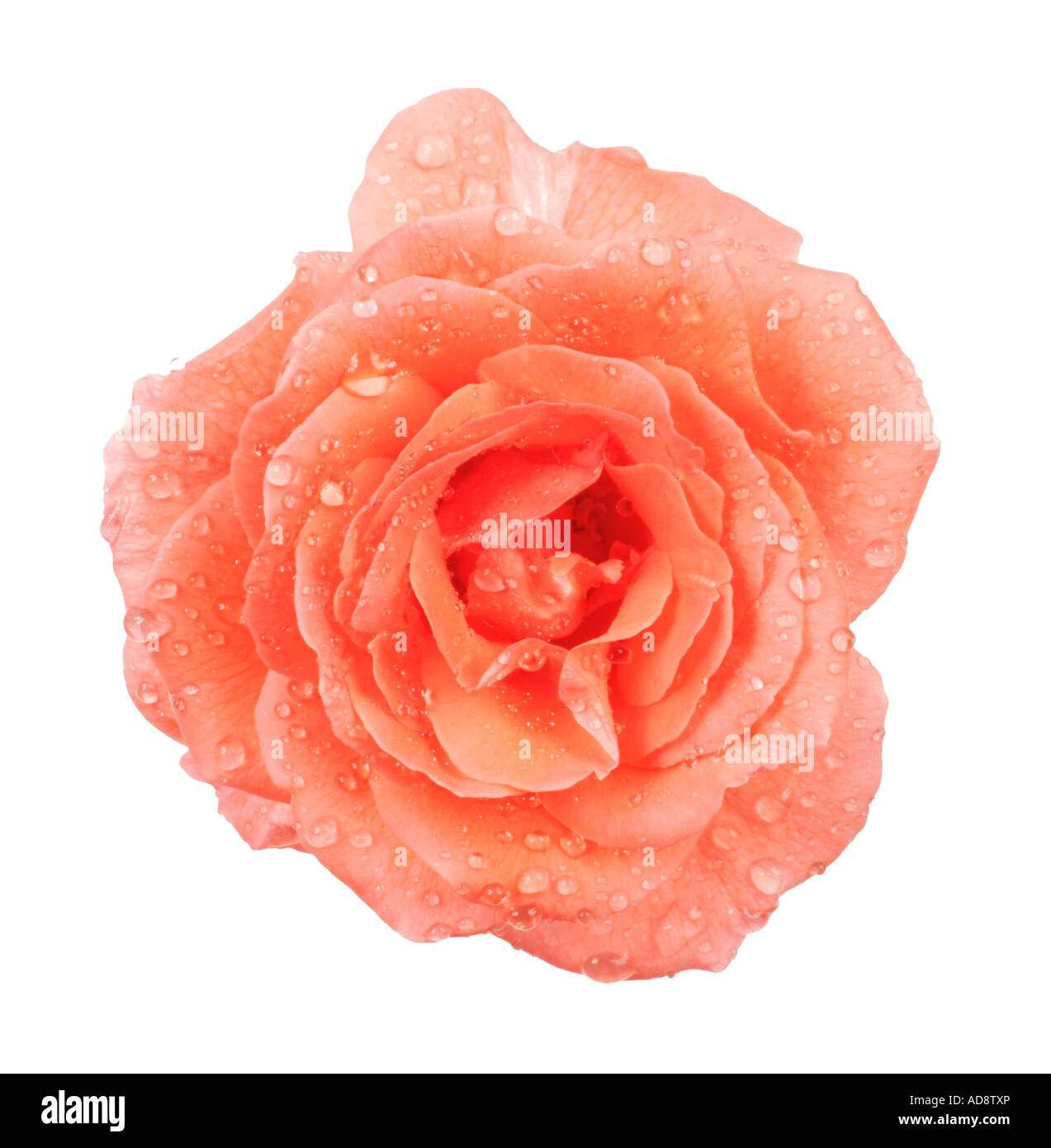 Fleur rose rose Banque D'Images