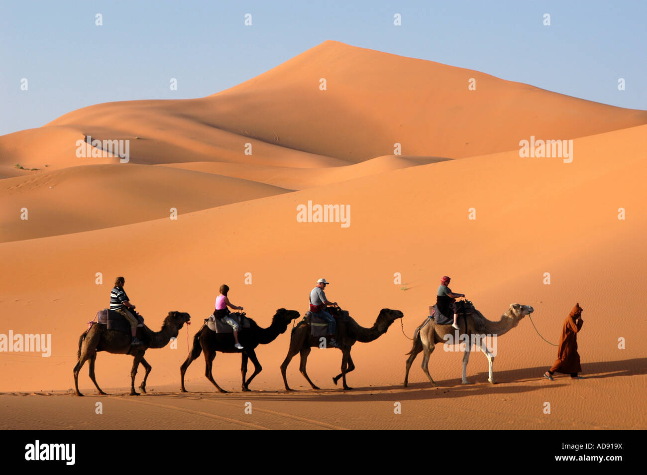 Caravanes de chameaux traversant les dunes de sable de l'Erg Chebbi dans le désert du Sahara, Maroc Banque D'Images