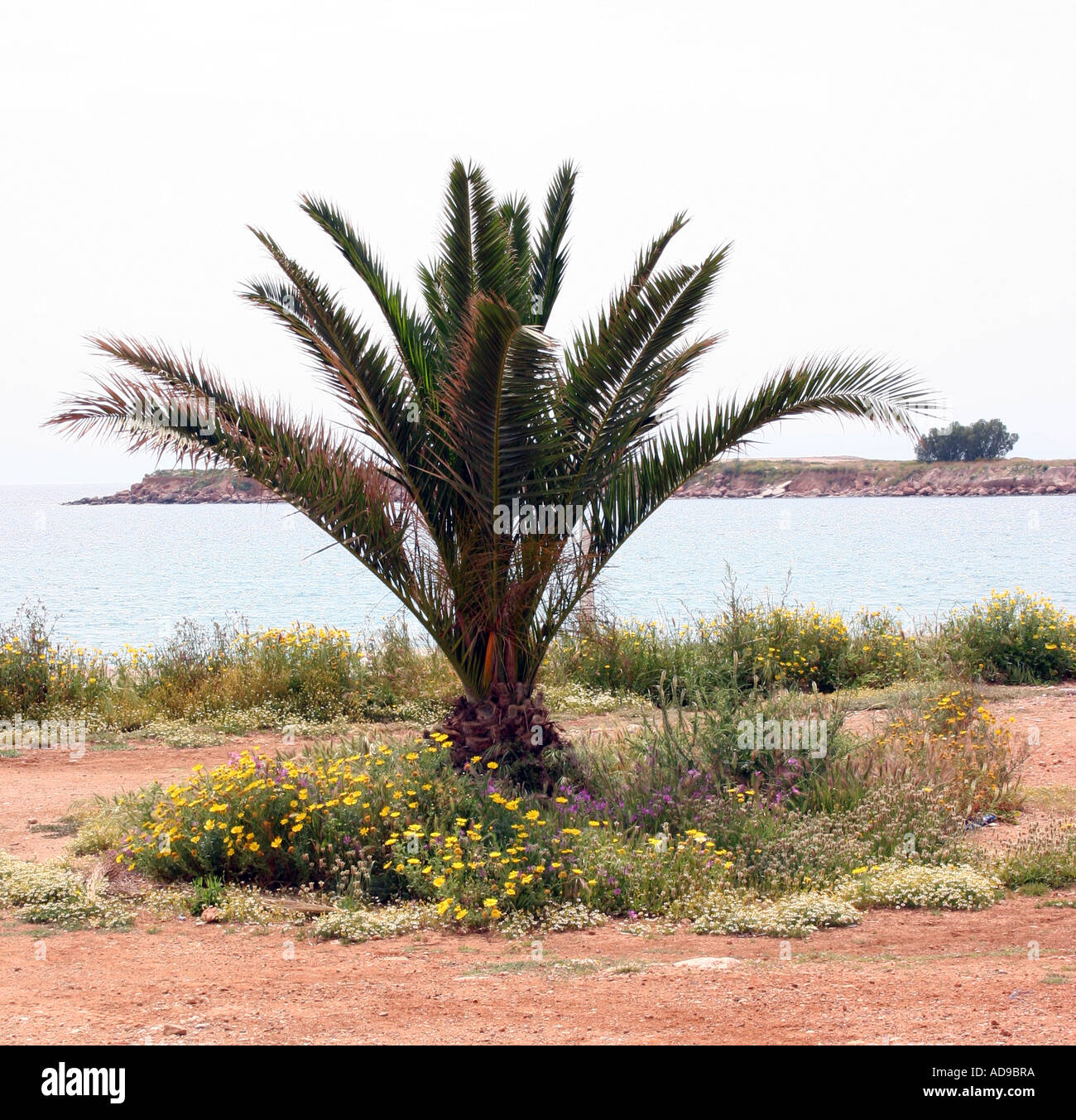 Palmier à Athènes Banque D'Images