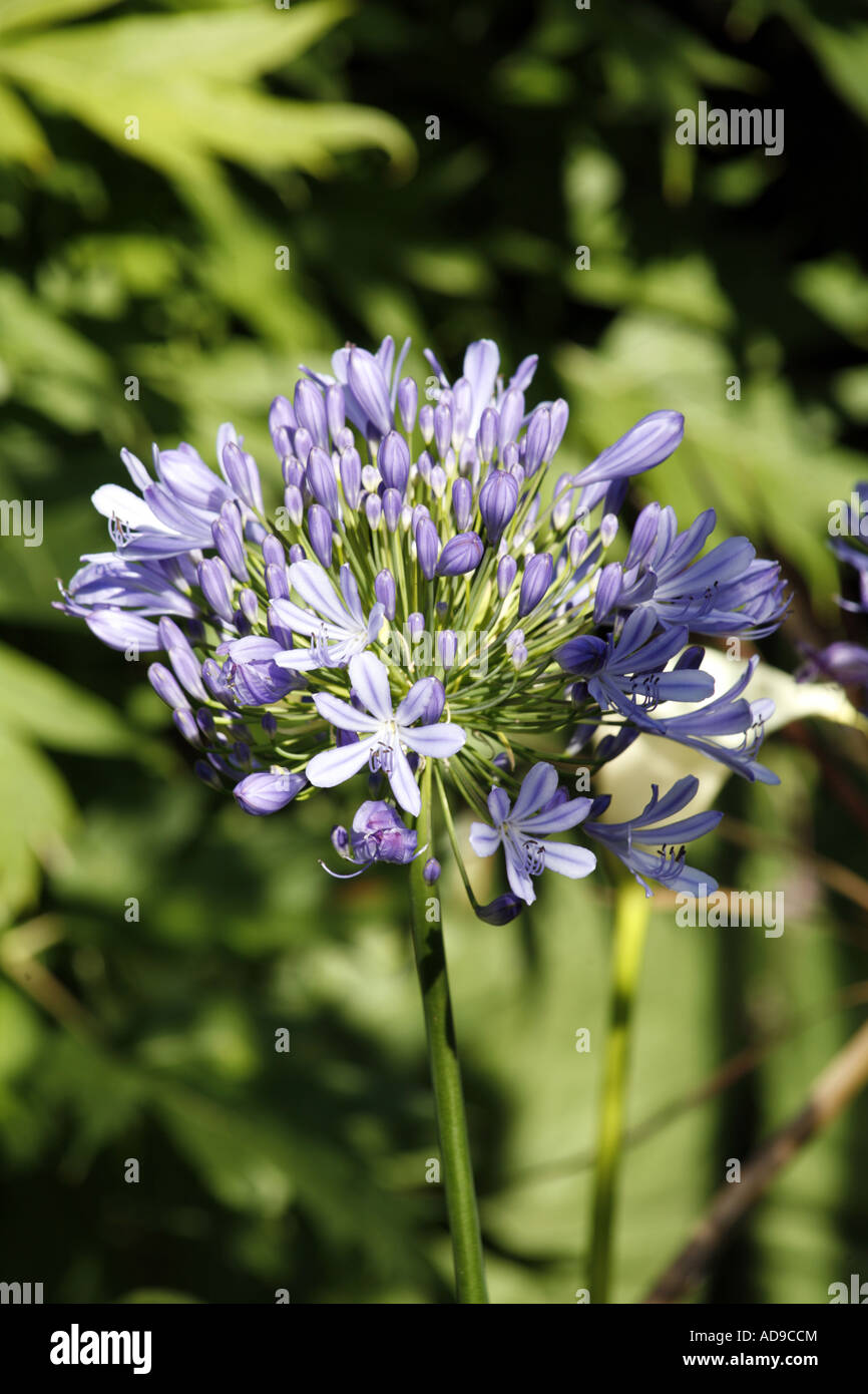 Fleur Allium Banque D'Images