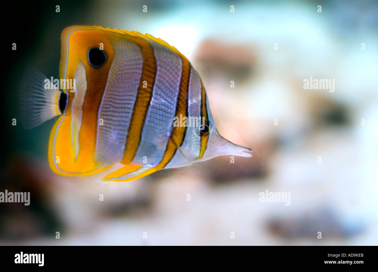 Papillon chelmon à bec des poissons dans un aquarium Banque D'Images