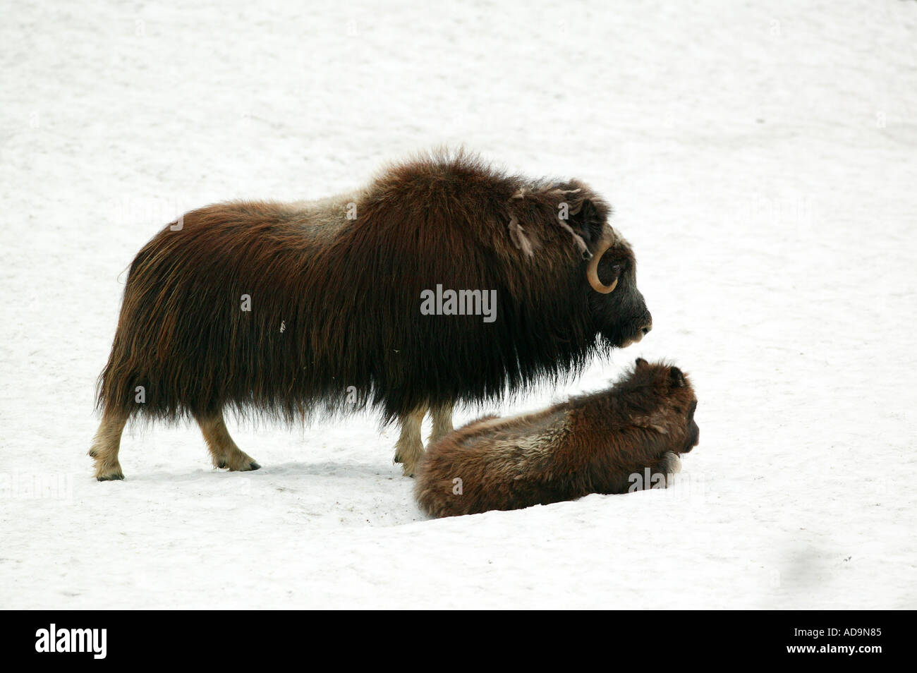 Le boeuf musqué mère et son petit dans le parc national de Dovrefjell, Dovre, la Norvège. Banque D'Images