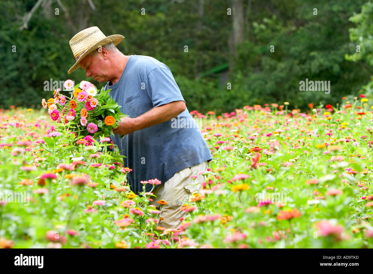 Man picking flowers Martha's Vineyard guy homme fleur fleurs fleurs sauvages fleurs sauvages plantes Massachusetts Amérique Amérique du Nord Banque D'Images