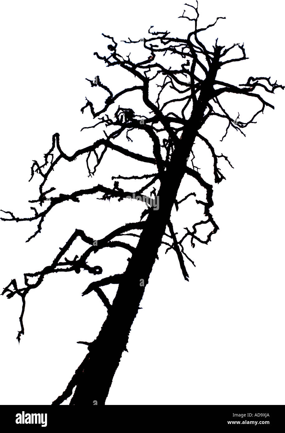Silhouette en noir et blanc d'un des arbres morts sur pied Banque D'Images